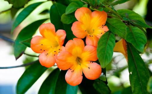 Orage flowers