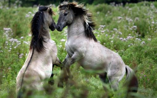 Islandic Horses