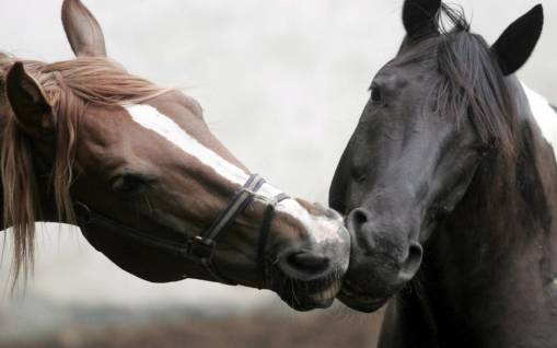 Horses Kiss